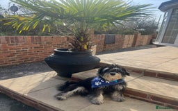 Miniature Schnauzer dogs for sale: 🐾🐶Schnauzer/Schnoodles🐶🐾 - Image 3