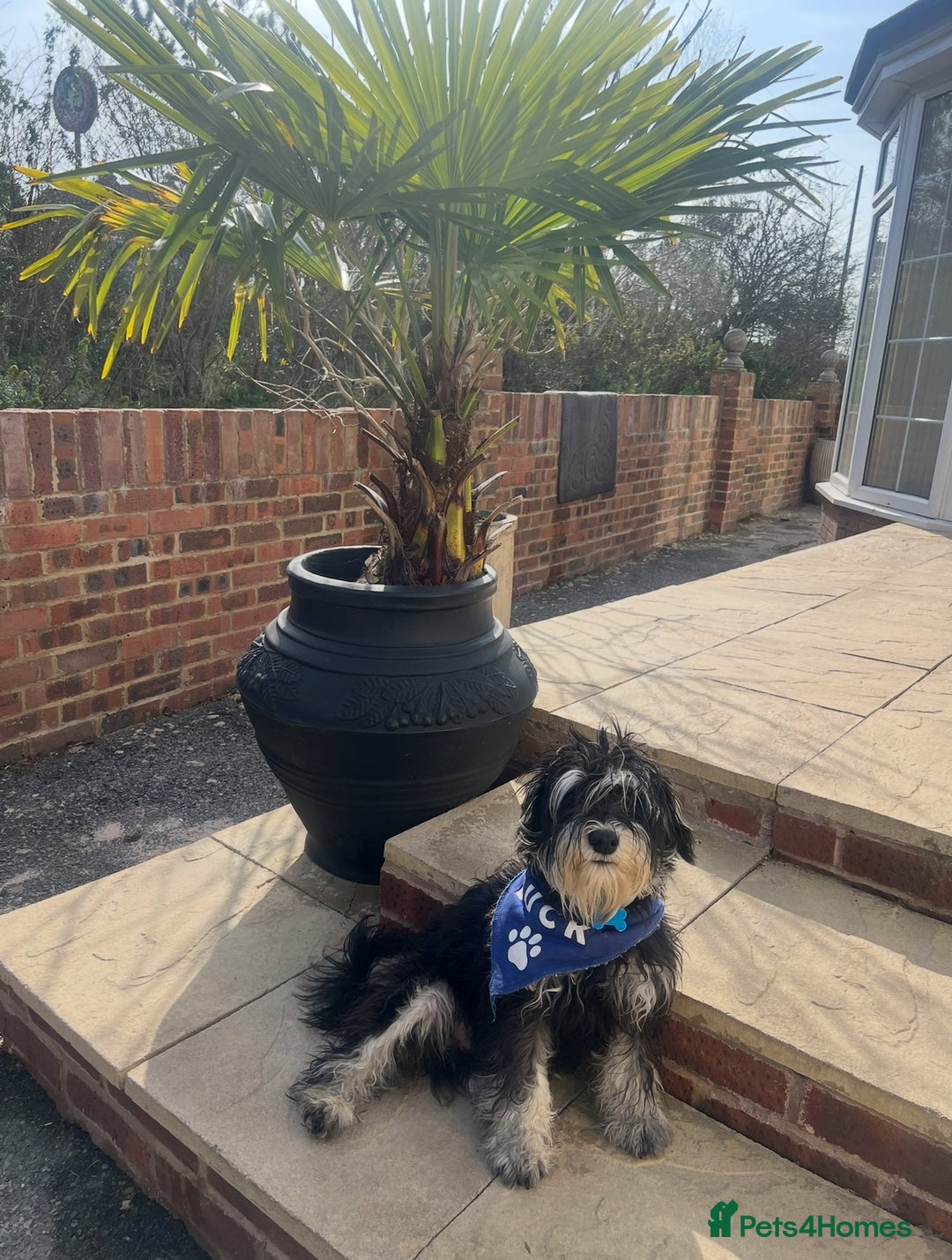 Miniature Schnauzer dogs for sale: 🐾🐶Schnauzer/Schnoodles🐶🐾 - Image 3