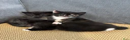 Mixed Breed cats for sale: Stunning Baby’s for sale  - Advert 2