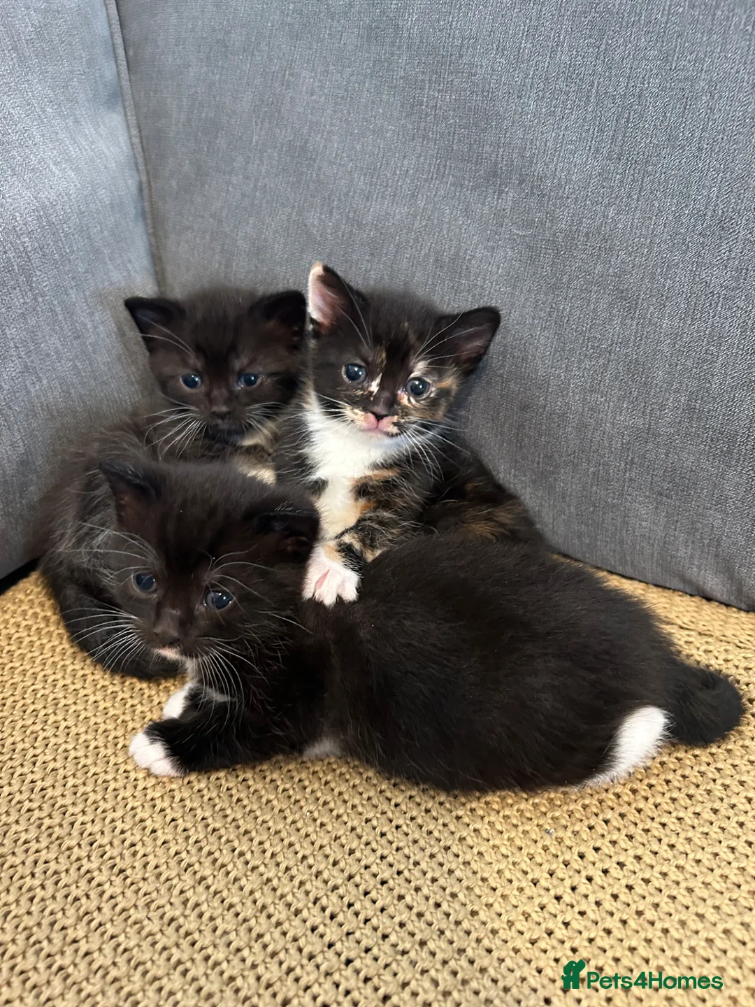 Mixed Breed cats for sale: Stunning Baby’s for sale  - Advert 2