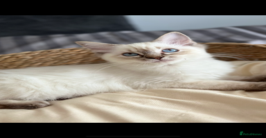 Ragdoll cats - Advert 5