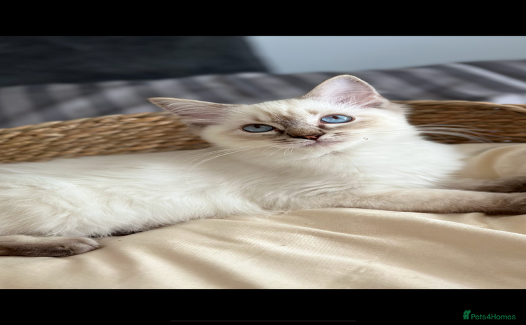 Ragdoll cats - Advert 1
