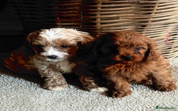 Cavapoo dogs for sale: Outstanding F1 Cavapoo Pups - Image 8