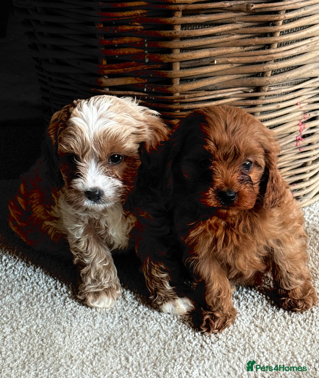 Cavapoo dogs for sale: Outstanding F1 Cavapoo Pups - Image 8