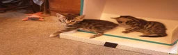 Bengal cats for sale: Beautiful Bengal Cross kittens  in Battle - Advert 11