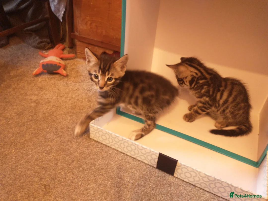 Bengal cats for sale: Beautiful Bengal Cross kittens  in Battle - Advert 11