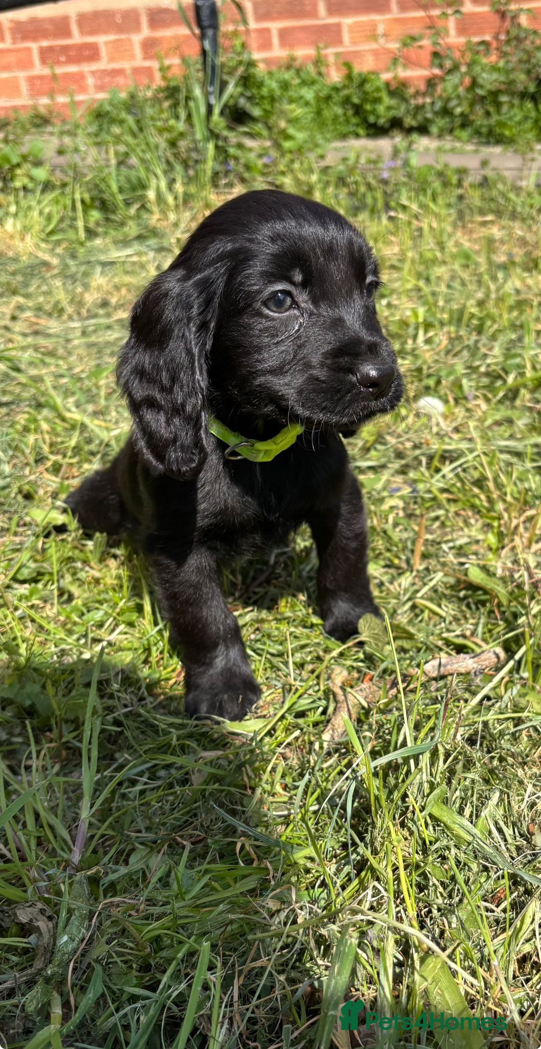 Cocker Spaniel dogs 5 beautiful cocker spaniel pups  - Advert 18