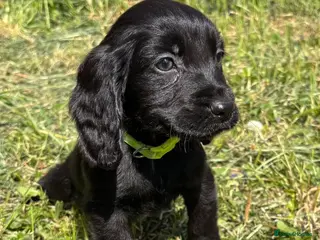 Cocker Spaniel dogs 5 beautiful cocker spaniel pups - Advert 1