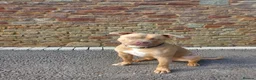 American Bully dogs for stud: Champ the stud in Bristol - Advert 1