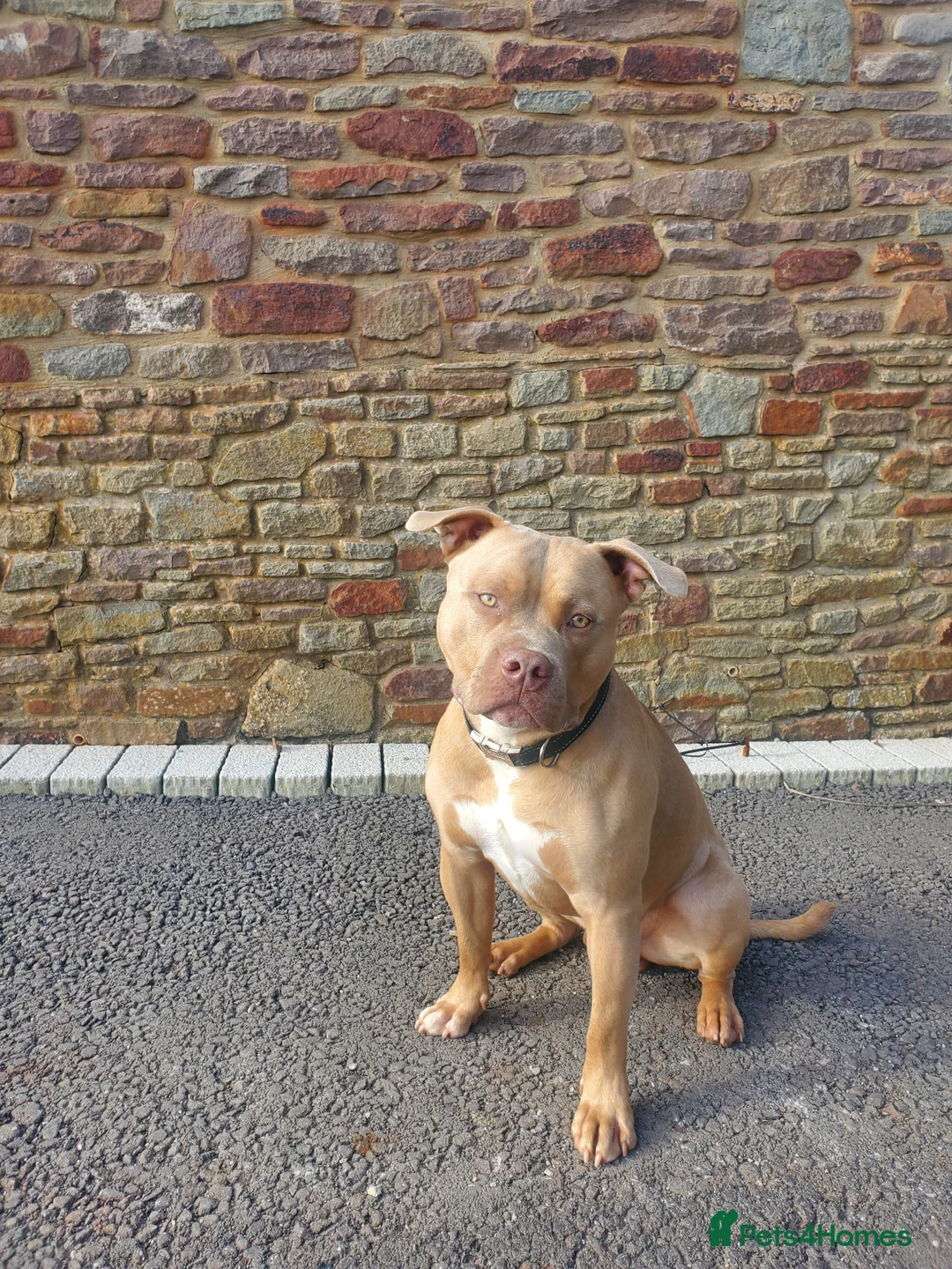 American Bully dogs for stud: Champ the stud in Bristol - Advert 1