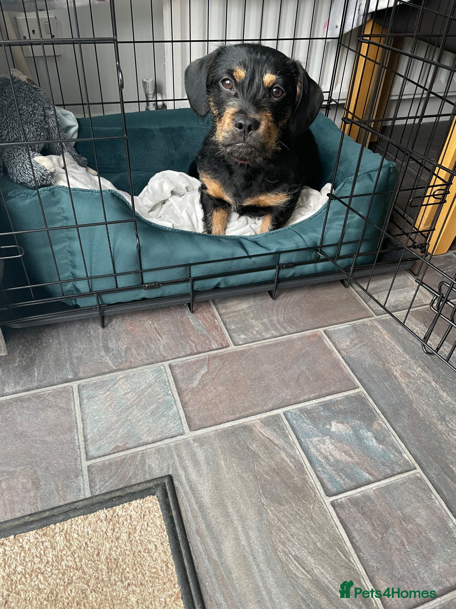 Mixed Breed dogs Charlie looking for a new home - Advert 1