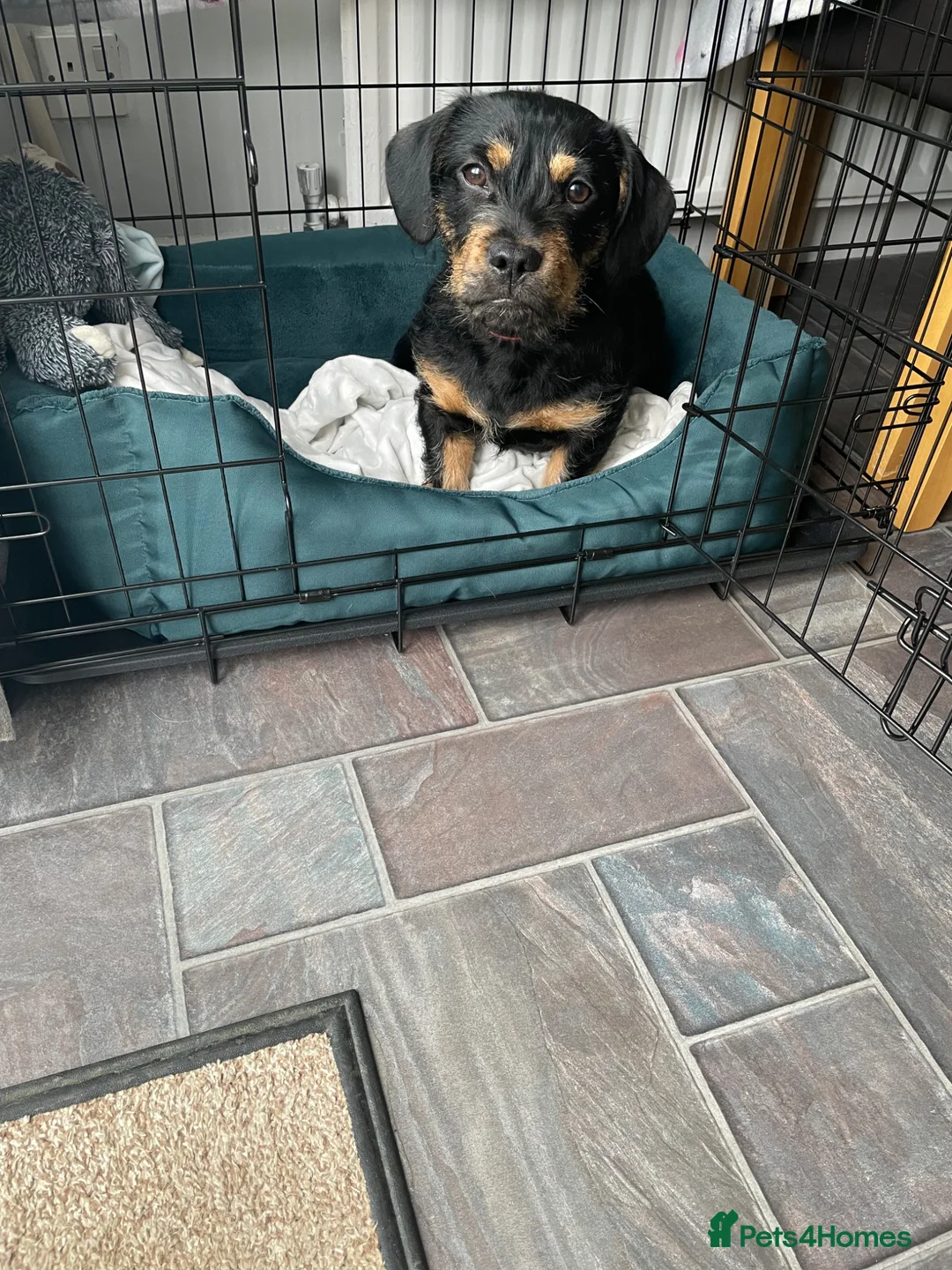 Mixed Breed dogs for sale: Charlie looking for a new home - Advert 1