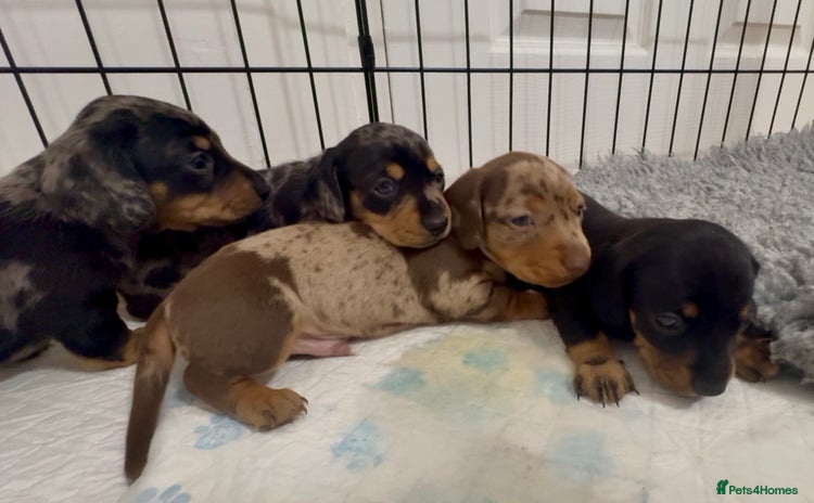 Miniature Dachshund dogs - Advert 9
