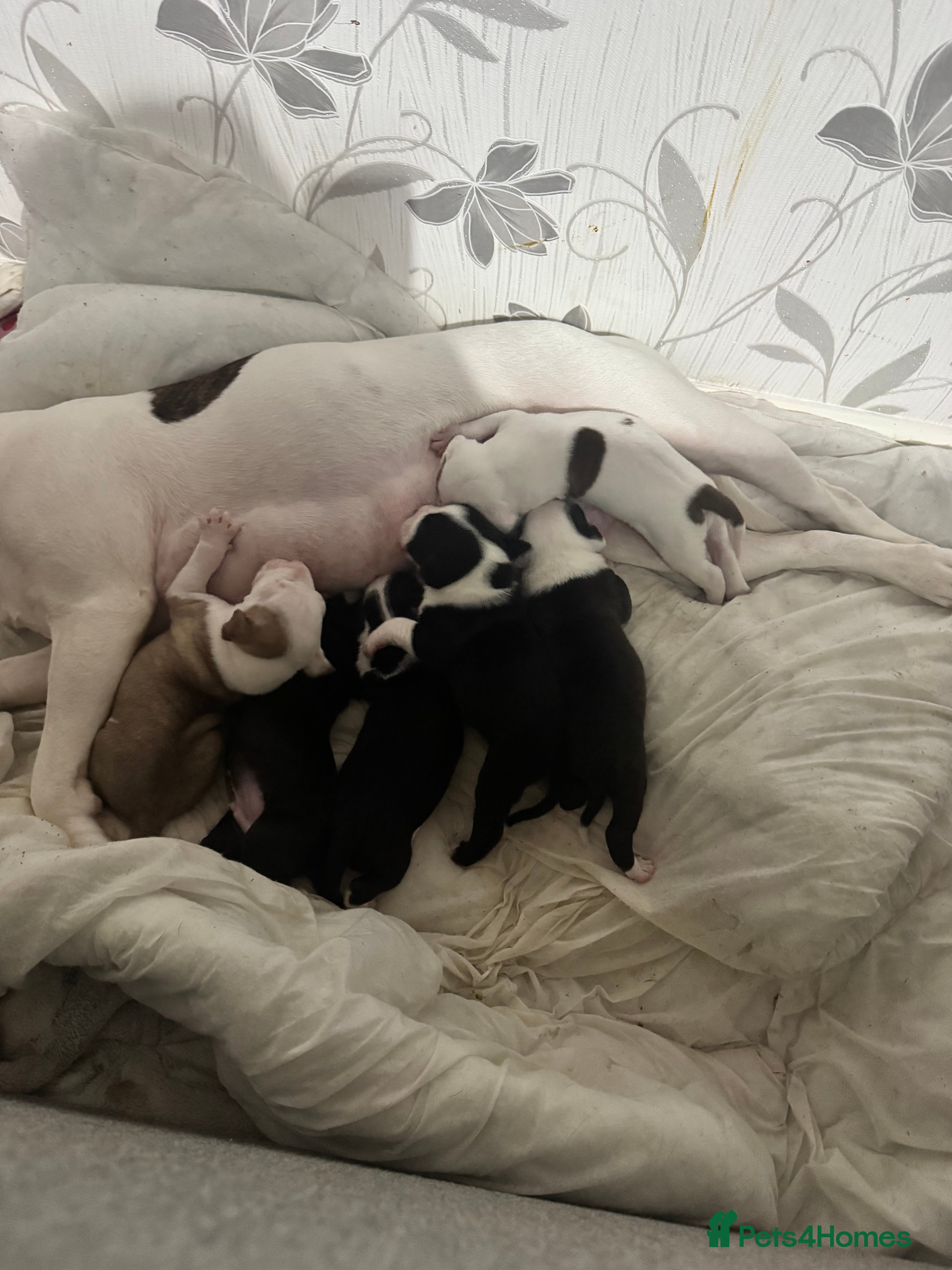 Staffordshire Bull Terrier dogs Irish Staffy Puppies for sale  - Advert 11