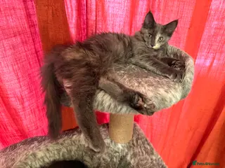 Maine Coon cats Last Beautiful Maine Coon Girl ready now - Advert 17