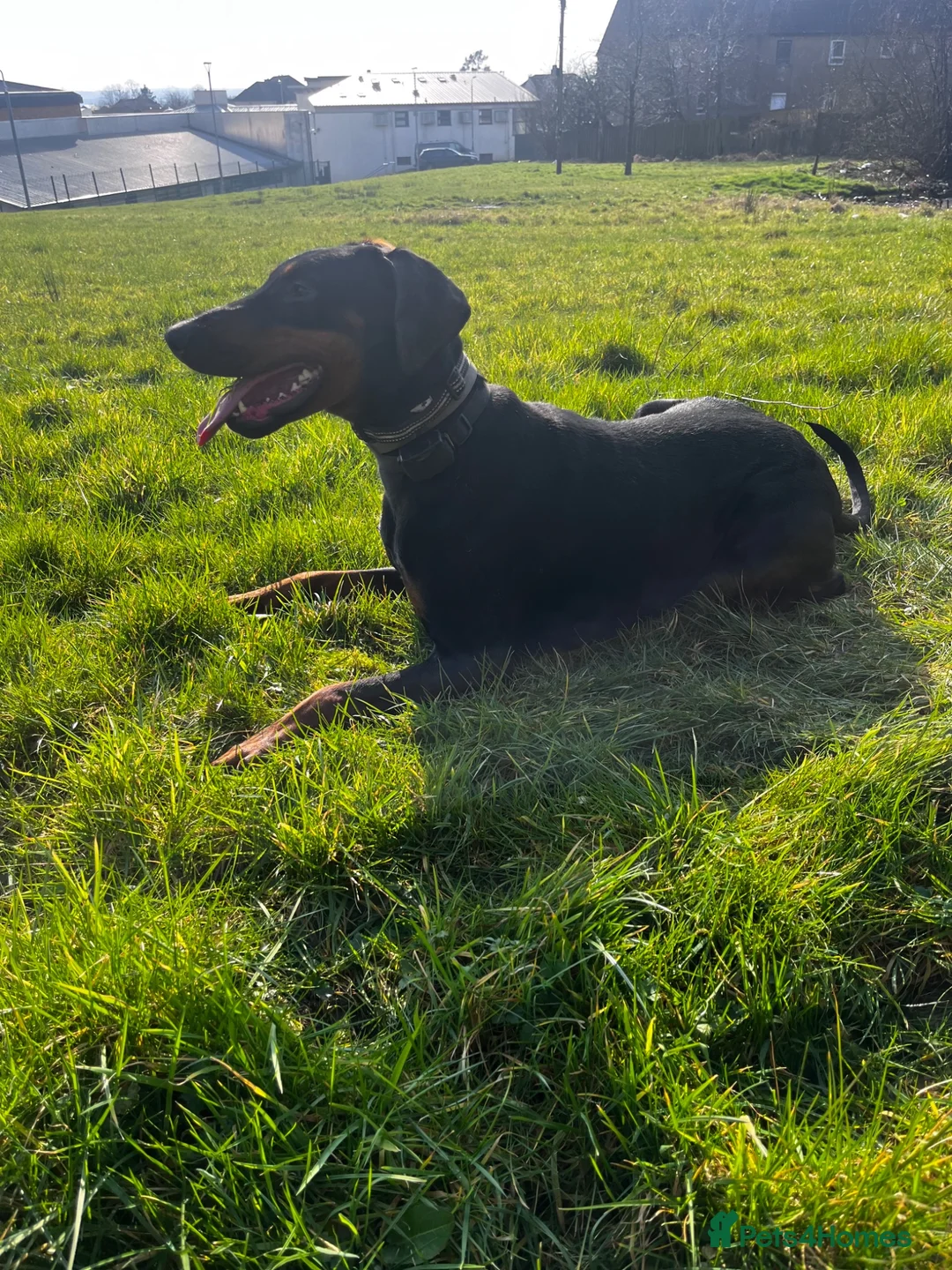 Dobermann dogs for sale: 5 year old Doberman female for sale - Advert 2