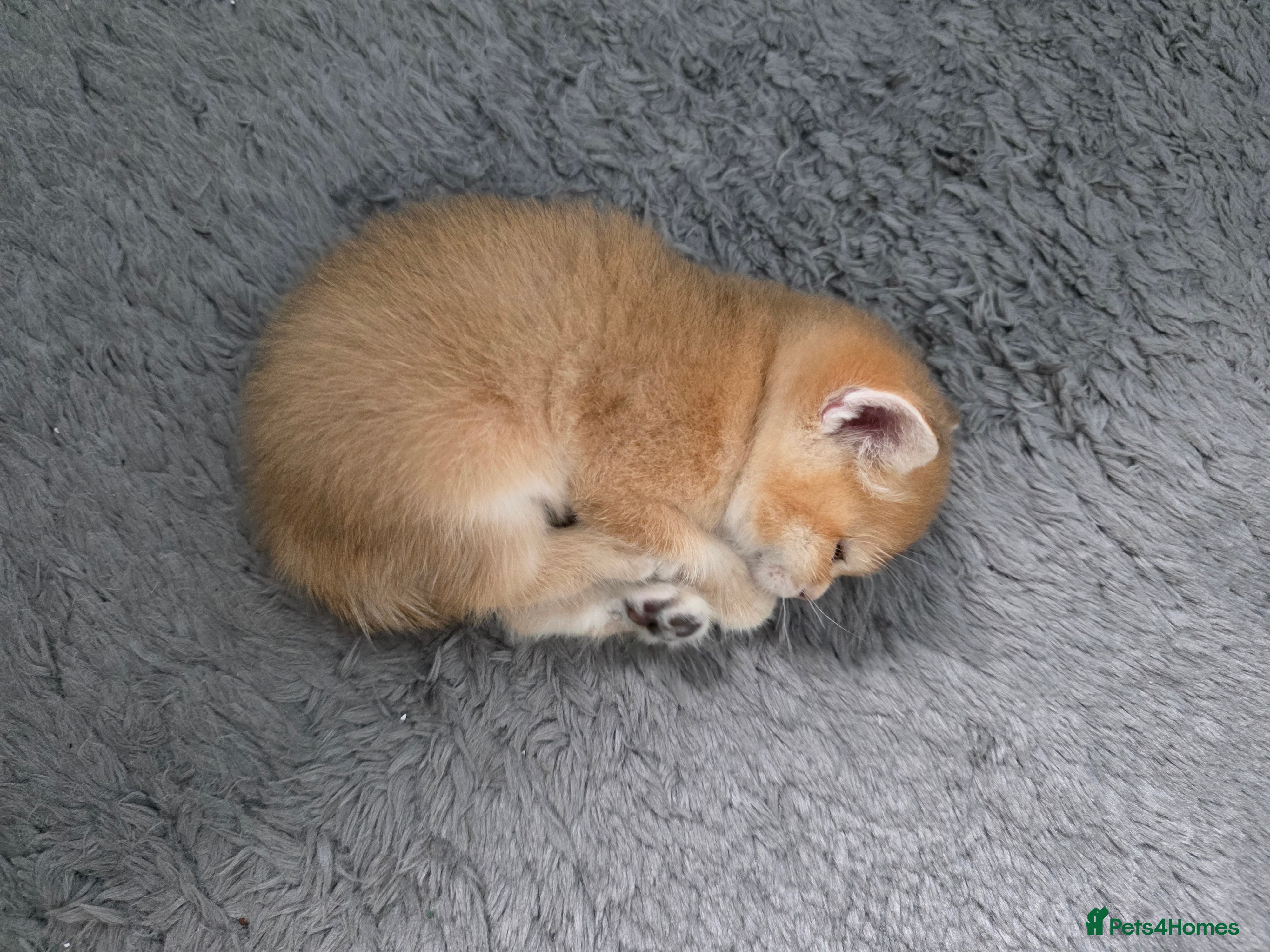 British Shorthair cats Golden British shorthair😻😽🐈😺😍🌹🌸🌼 - Advert 1