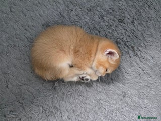 British Shorthair cats Golden British shorthair😻😽🐈😺😍🌹🌸🌼 - Advert 1