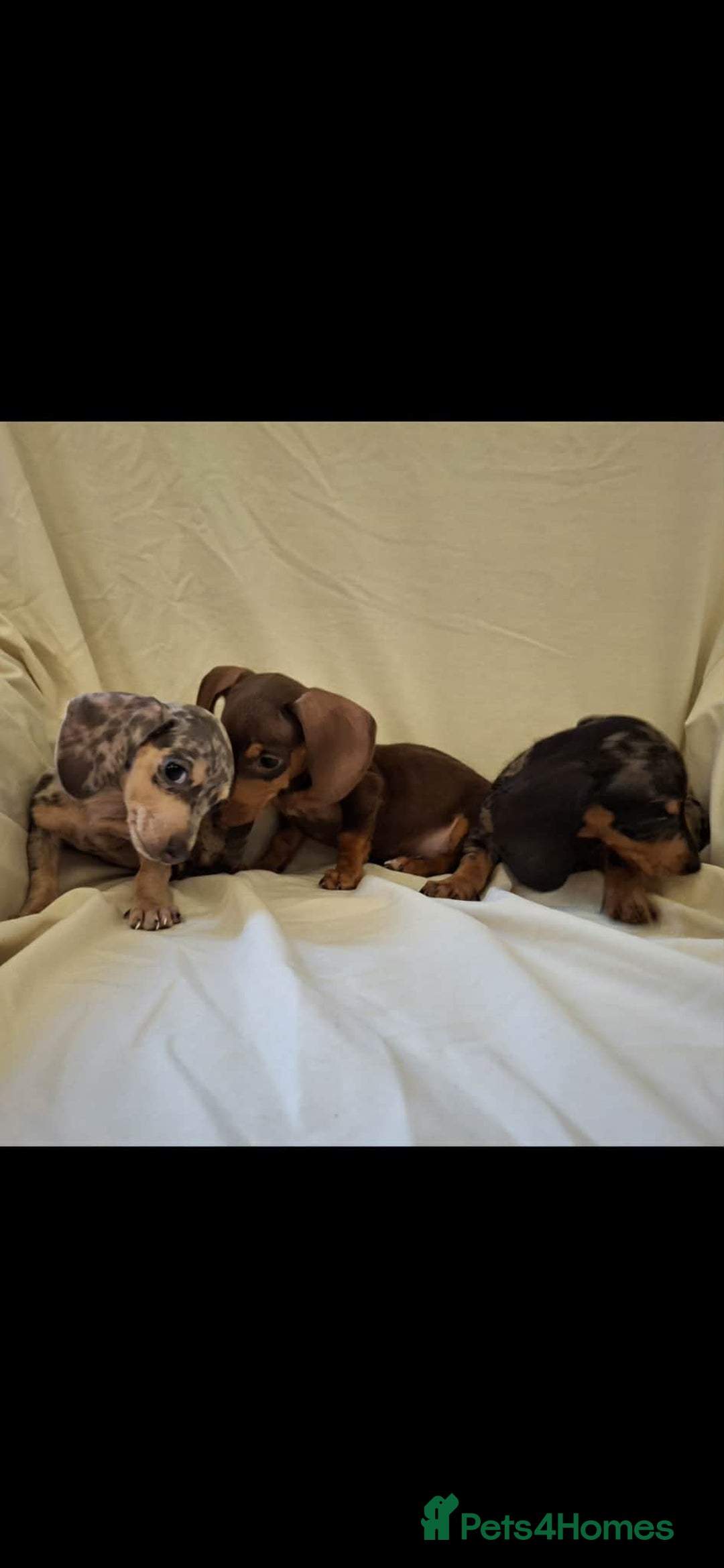 Dachshund dogs for sale: 3 beautiful girls  - Advert 4