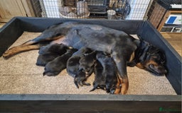 Rottweiler dogs for sale: Kc rottweiler puppies  - Image 15