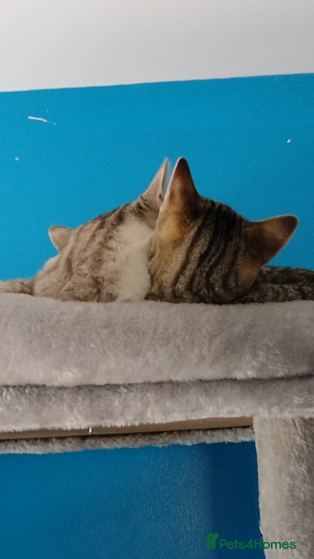 Mixed Breed cats for sale: outdoor Alpha Tom  - Image 4