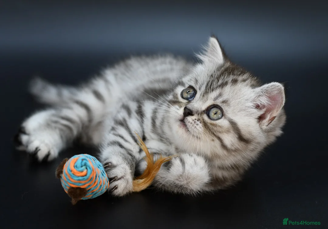 Scottish Fold cats for sale: LICENSED CATTERY Last KittenPURE BREED TOP QUALITY - Advert 2