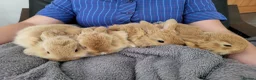 Mini Lop rabbits for sale: Mini Lop Bunnies ready for reserve - Advert 2