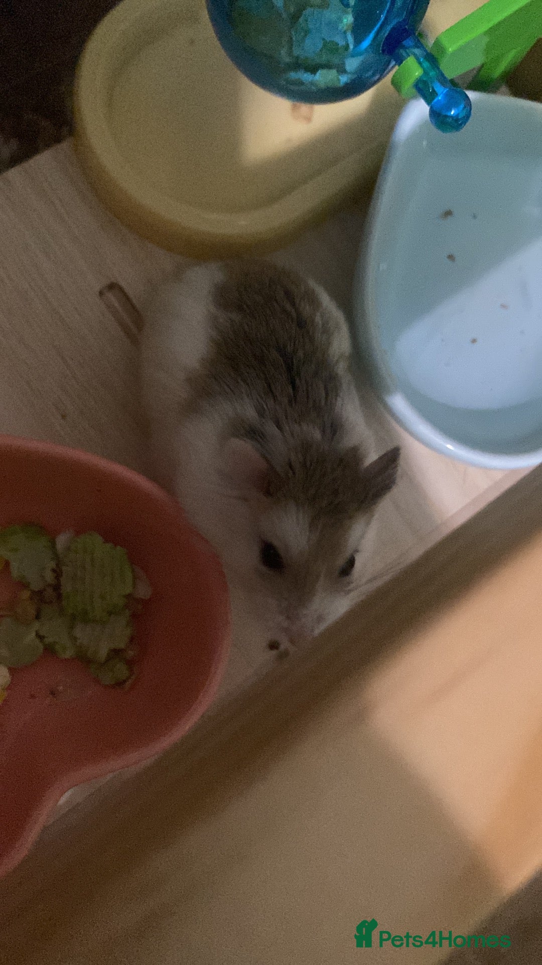 Hamster rodents Dwarf robo hamster!  - Advert 1