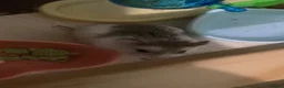 Hamster rodents for sale: Dwarf robo hamster!  in London - Advert 1