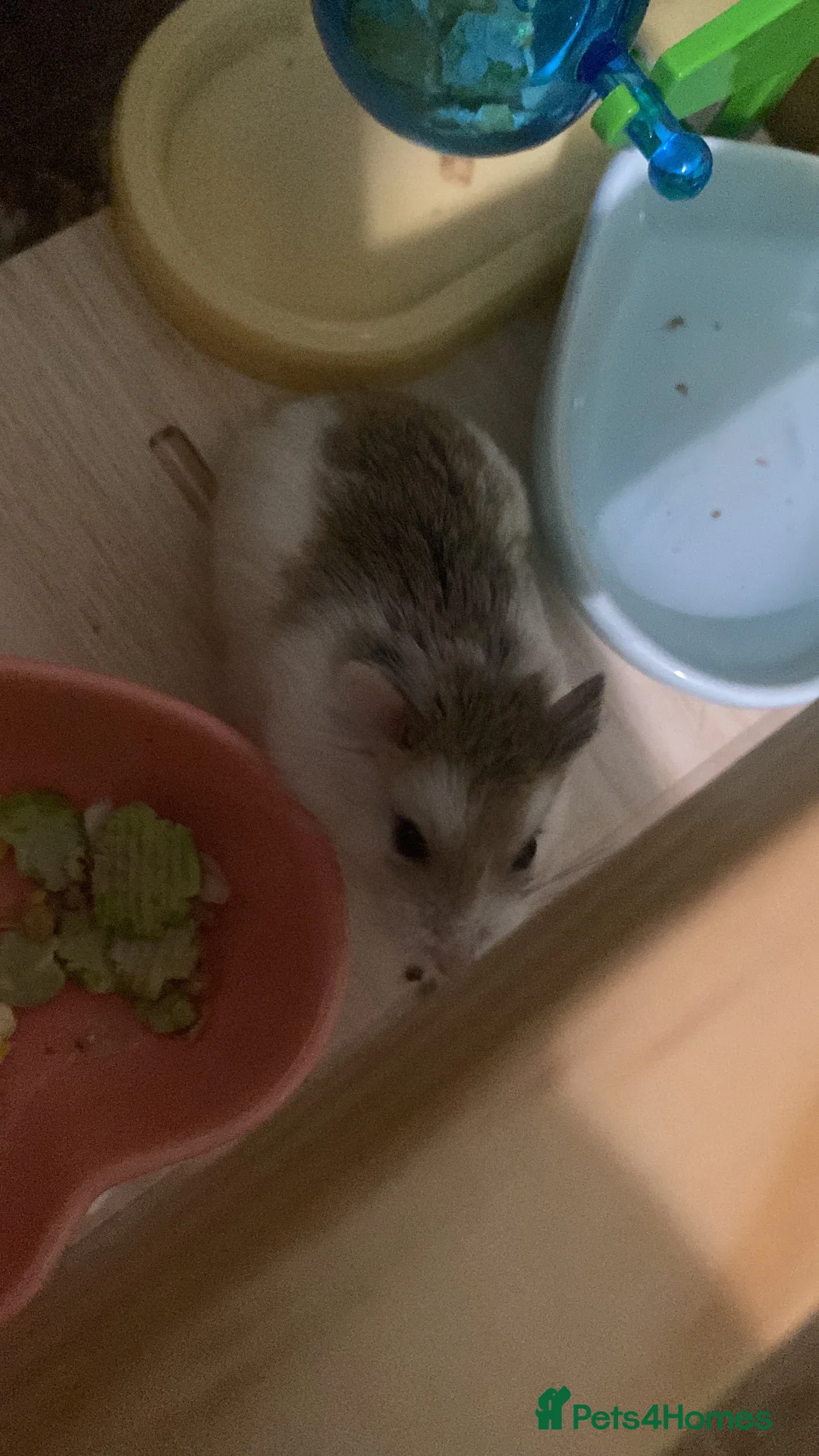 Hamster rodents for sale: Dwarf robo hamster!  in London - Advert 1