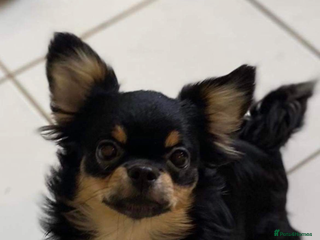 Chihuahua dogs in Doncaster - Advert 9