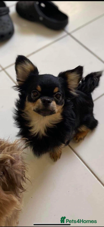 Chihuahua dogs in Doncaster - Advert 1