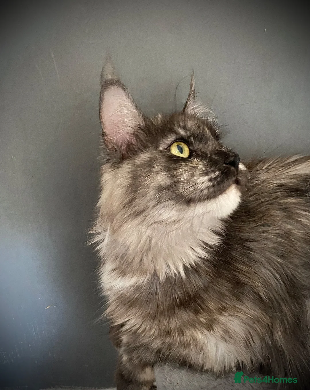 Maine Coon cats for sale: Maine Coon TICA registered Active Female  - Advert 1