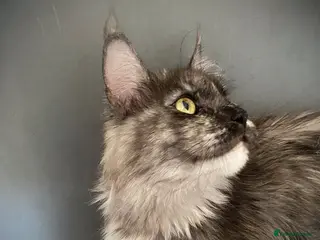 Maine Coon cats for sale: Maine Coon TICA registered Active Female - Advert 1
