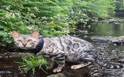 Bengal cats for sale: Bengal Kitten 1 - 🌟Pedigree bengal kittens🌟 - Image 13