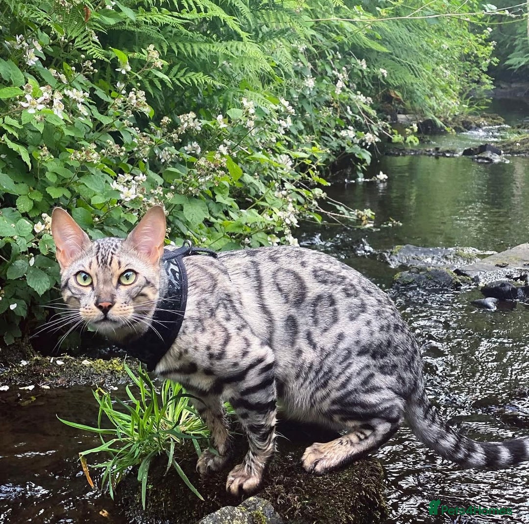 Bengal cats for sale: Bengal Kitten 1 - 🌟Pedigree bengal kittens🌟 - Image 13