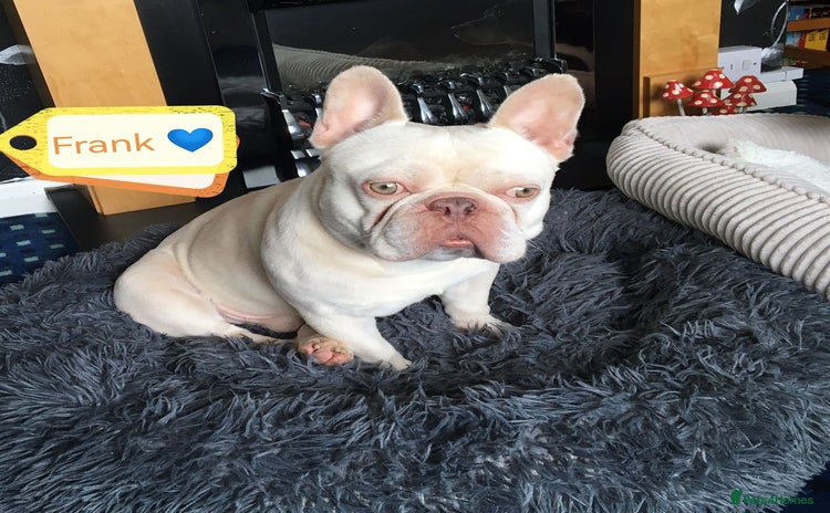 French Bulldog dogs - Advert 4