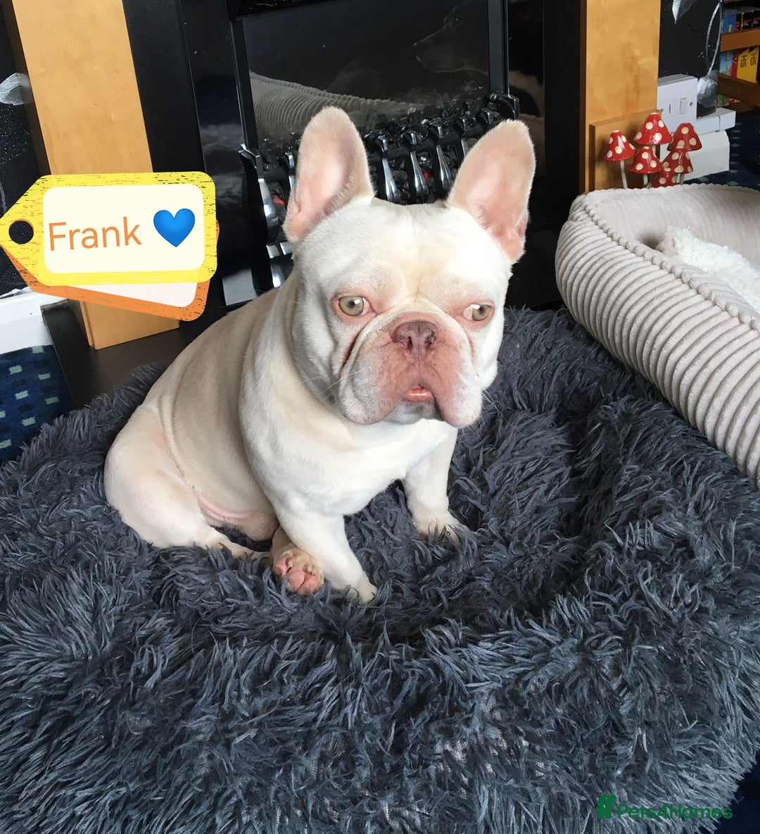 French Bulldog dogs for adoption: 💙🐶 FRANK 🐶💙 - Image 1