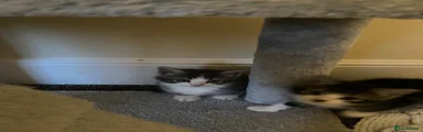 American Shorthair 4