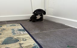 Mixed Breed dogs for sale: 6 beautiful jack russle cross cocker spaniels  - Image 24