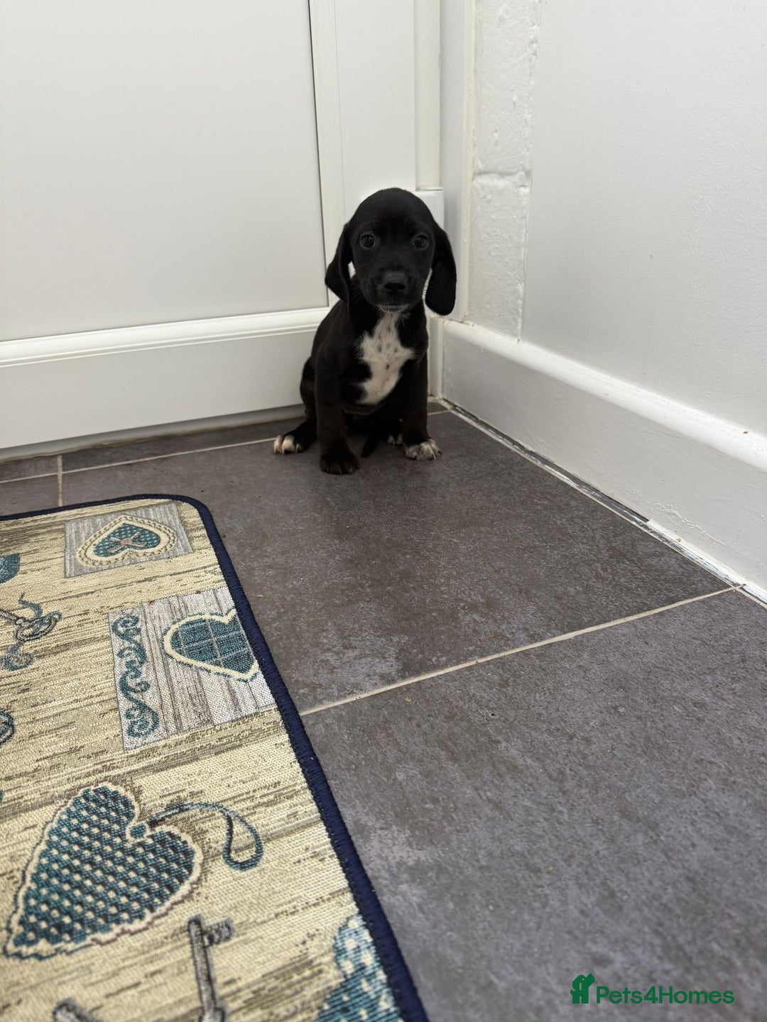 Mixed Breed dogs for sale: 6 beautiful jack russle cross cocker spaniels  - Image 24