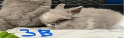 Lionhead rabbits for sale: 5 Gorgeous Double Mane Lion-head Bunnies - Advert 11