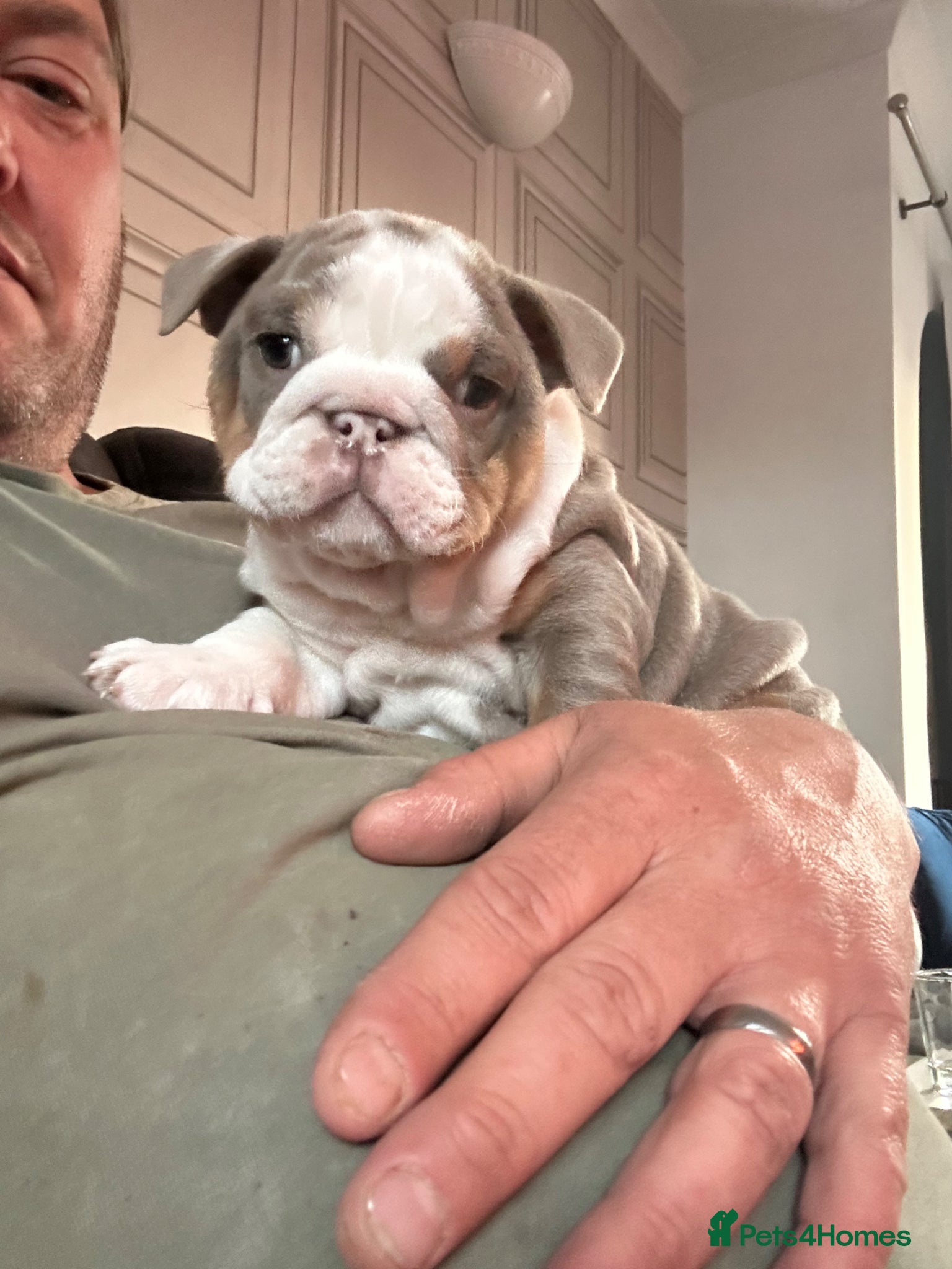 English Bulldog dogs Full Pedigree English Bulldog puppies  - Advert 1