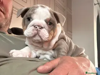 English Bulldog dogs Full Pedigree English Bulldog puppies - Advert 2