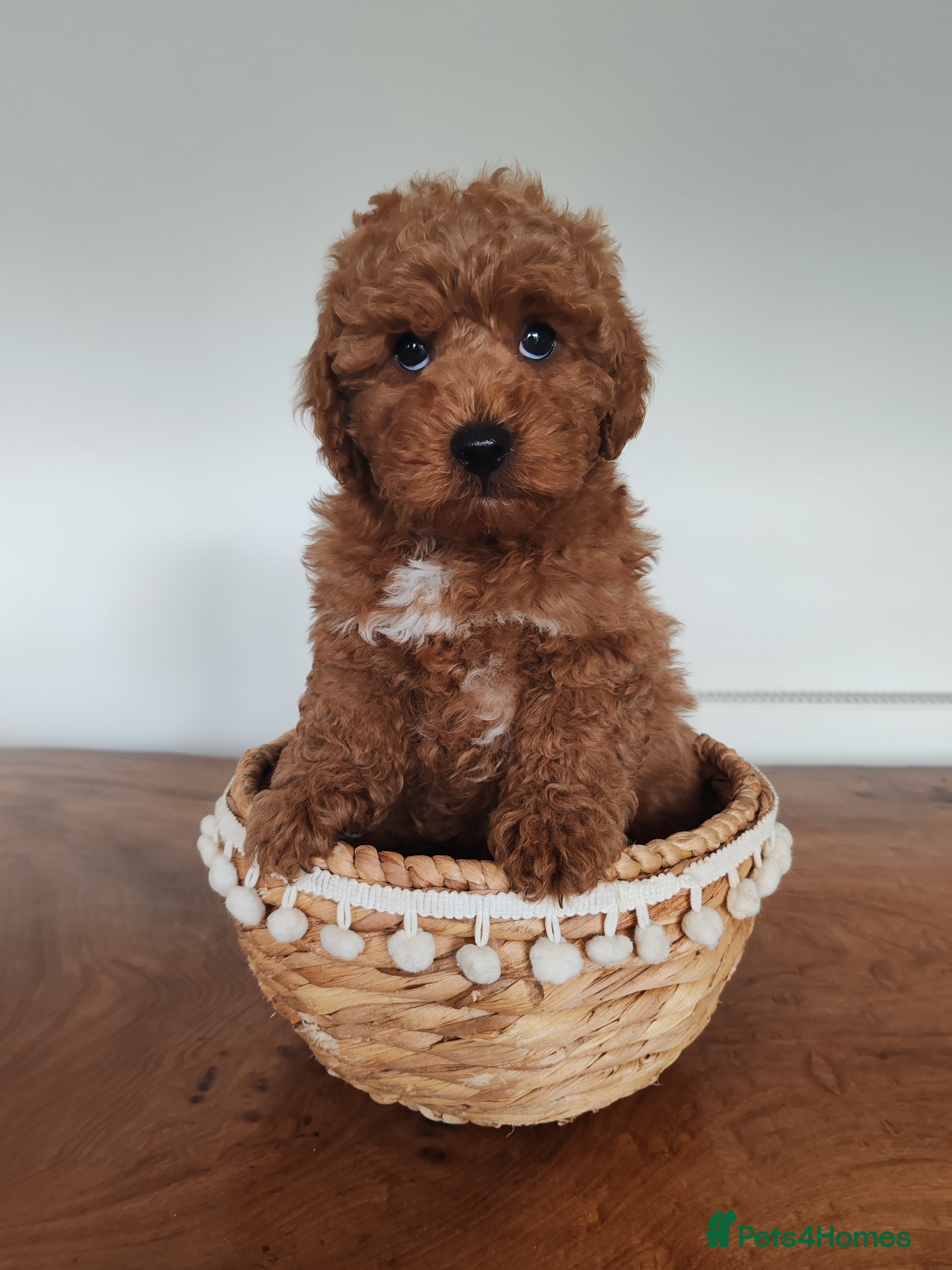 Maltipoo dogs Toy Maltipoo puppies born 14/02/26 ready to leave  - Advert 6