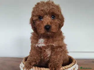 Maltipoo dogs Toy Maltipoo puppies born 14/02/26 ready to leave - Advert 6