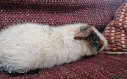Guinea Pig rodents for sale: Teddy Guinea Pigs for Sale - Image 4