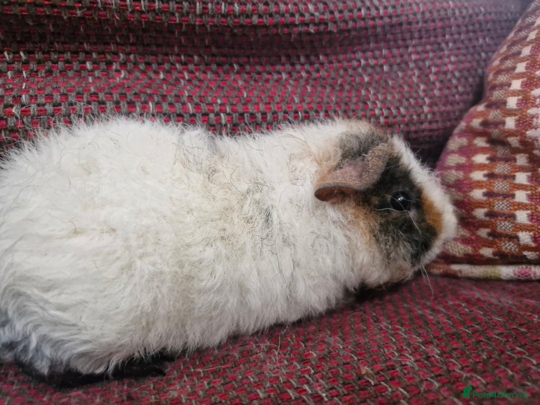 Guinea Pig rodents for sale: Teddy Guinea Pigs for Sale - Image 4