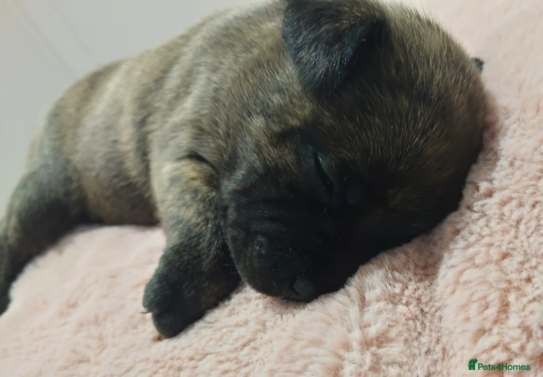 Staffordshire Bull Terrier dogs for sale: 6x full breed KC Staffordshire bull terrier pups - Advert 37