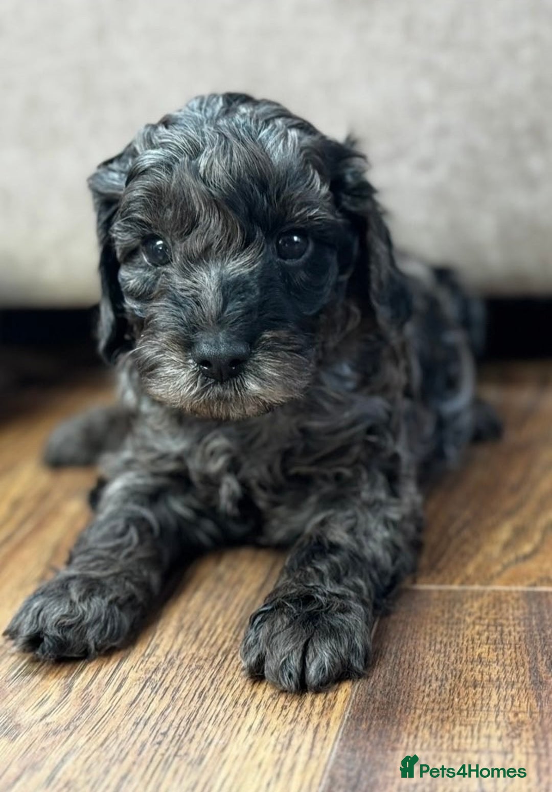 Cavapoo dogs for sale: Stunning F1b mini cavapoos  - Image 7
